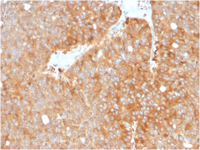 HSP90AB1 (Heat Shock Protein 90) Antibody in Immunohistochemistry (Paraffin) (IHC (P))