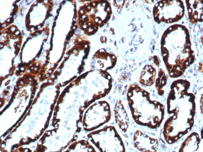 HSP60 (Heat Shock Protein 60) Antibody in Immunohistochemistry (Paraffin) (IHC (P))