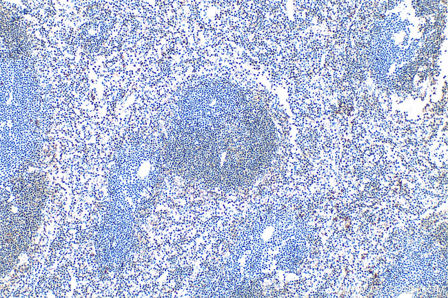 SLAMF6 Antibody in Immunohistochemistry (Paraffin) (IHC (P))