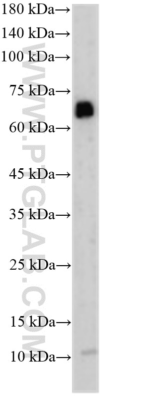 FCRL2 Antibody in Western Blot (WB)