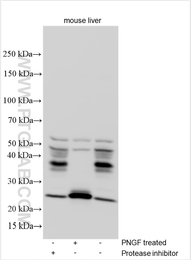 ORM2 Antibody in Western Blot (WB)
