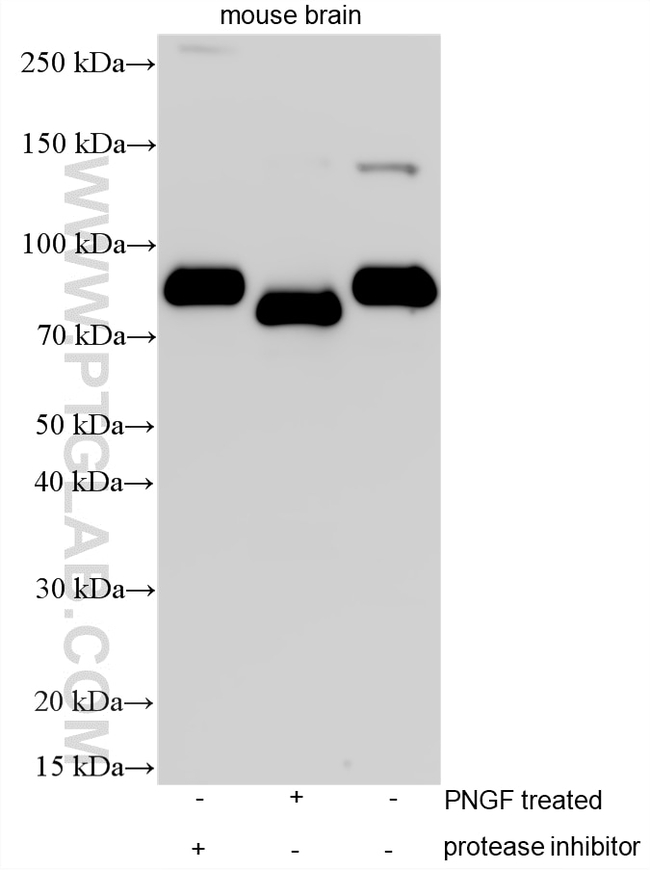 APLP1 Antibody in Western Blot (WB)