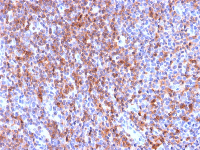 CD50/ICAM3 Antibody in Immunohistochemistry (Paraffin) (IHC (P))