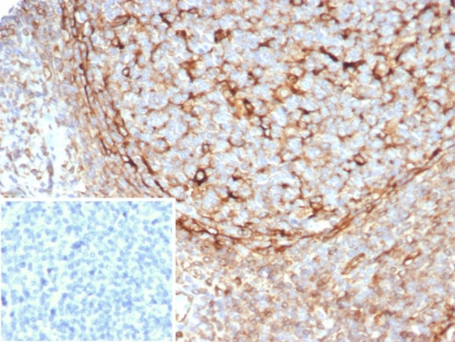 STING1/TMEM173 Antibody in Immunohistochemistry (Paraffin) (IHC (P))