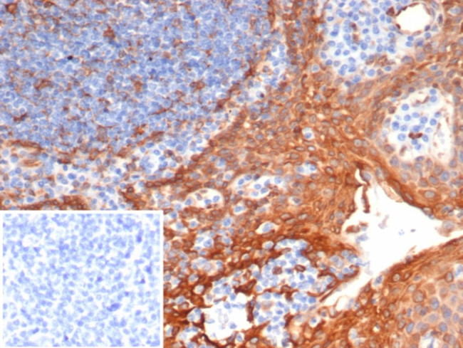 STING1/TMEM173 Antibody in Immunohistochemistry (Paraffin) (IHC (P))