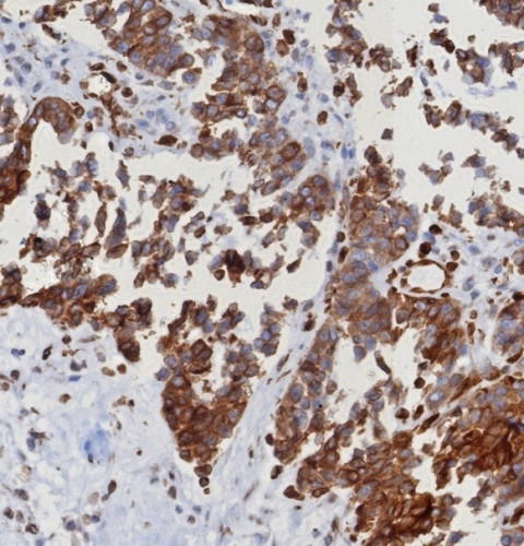 STING1/TMEM173 Antibody in Immunohistochemistry (Paraffin) (IHC (P))