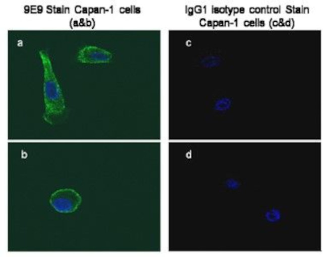 Glypican-1 Antibody in Immunocytochemistry (ICC/IF)