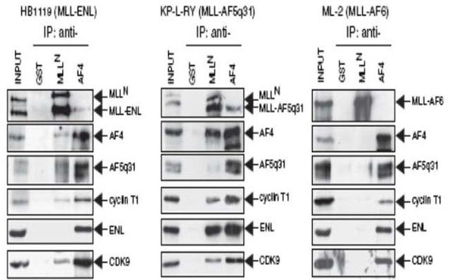 AF4 Antibody in Western Blot (WB)