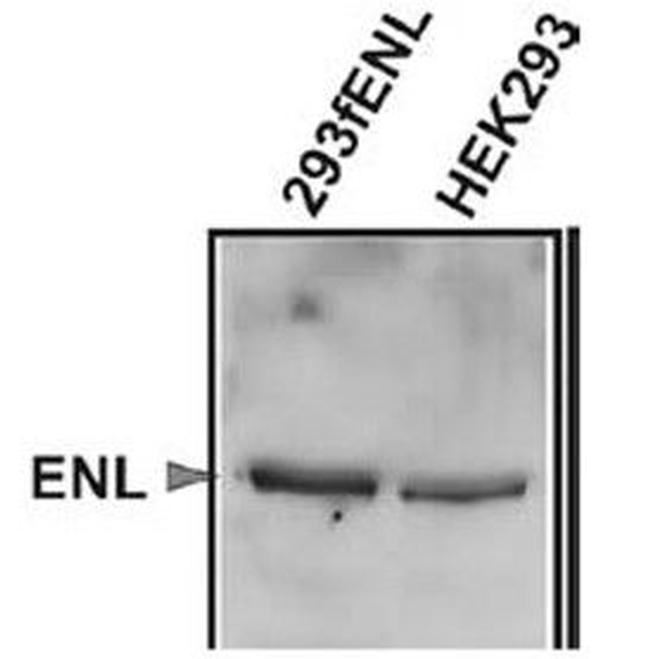 ENL Antibody in Western Blot (WB)