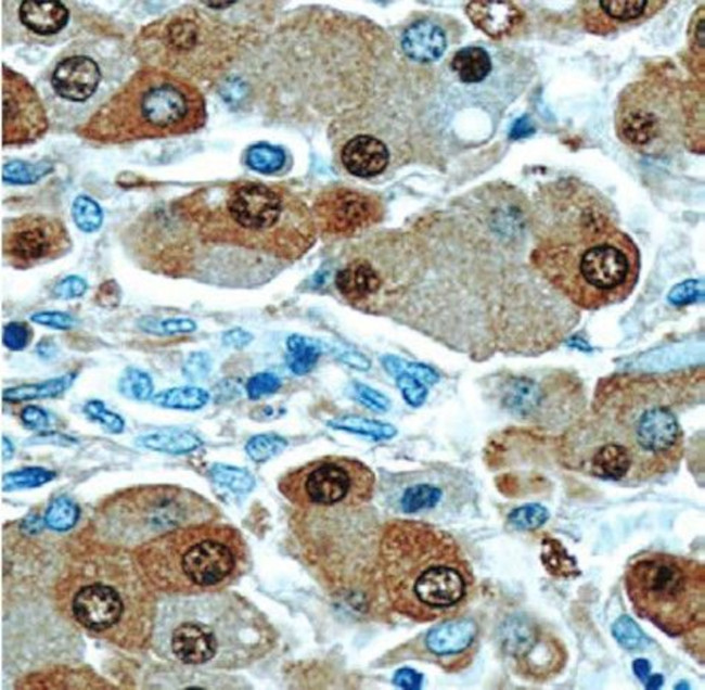 Arginase-1 Antibody in Immunohistochemistry (Paraffin) (IHC (P))