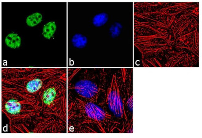 Cullin 3 Antibody in Immunocytochemistry (ICC/IF)
