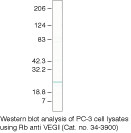 TL1A Antibody in Western Blot (WB)