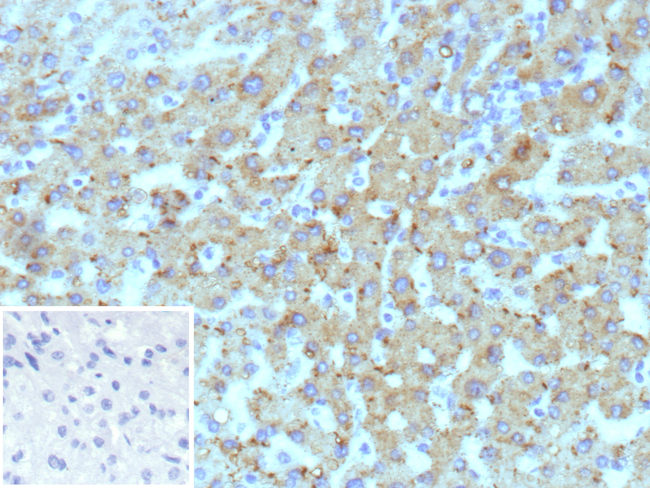 HSD17B13/Hydroxysteroid 17-beta dehydrogenase 13 (NAFLD/NASH Marker) Antibody in Immunohistochemistry (Paraffin) (IHC (P))
