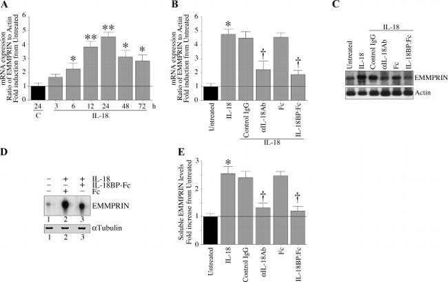 CD147 Antibody in Western Blot, ELISA (WB, ELISA)
