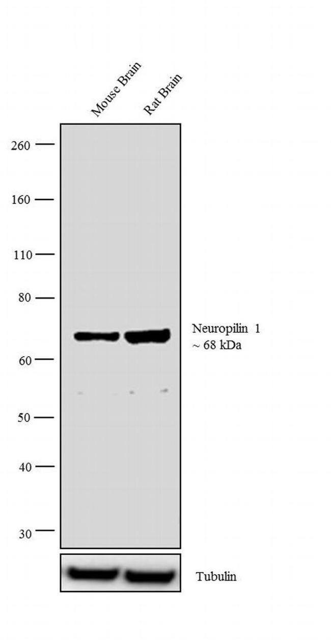 Neuropilin 1 Antibody in Western Blot (WB)