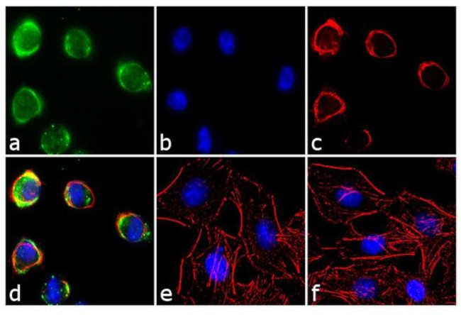 EphA2 Antibody in Immunocytochemistry (ICC/IF)
