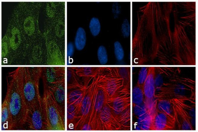 Cdc14A Antibody in Immunocytochemistry (ICC/IF)