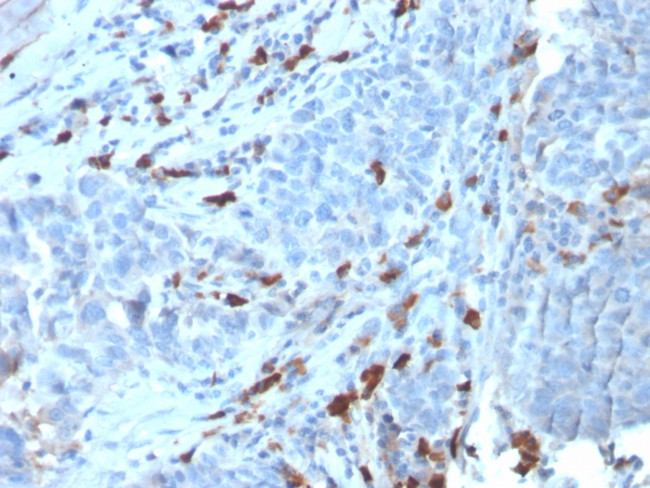 IgM (Immunoglobulin Mu Heavy Chain) Antibody in Immunohistochemistry (Paraffin) (IHC (P))