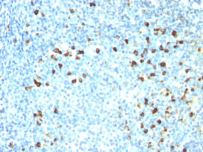Kappa Light Chain (B-Cell Marker) Antibody in Immunohistochemistry (Paraffin) (IHC (P))