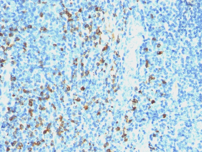 Lambda Light Chain (B-Cell Marker) Antibody in Immunohistochemistry (Paraffin) (IHC (P))
