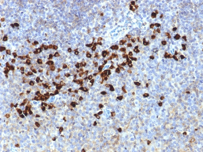 Lambda Light Chain (B-Cell Marker) Antibody in Immunohistochemistry (Paraffin) (IHC (P))