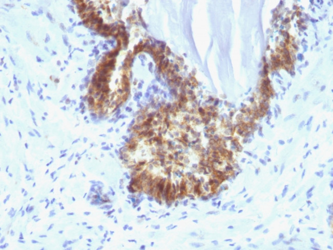 Prostate Specific Antigen (PSA) Antibody in Immunohistochemistry (Paraffin) (IHC (P))