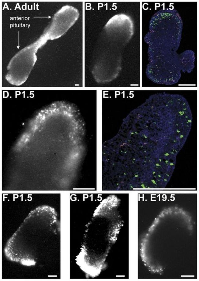 Firefly luciferase Antibody in Immunocytochemistry (ICC/IF)