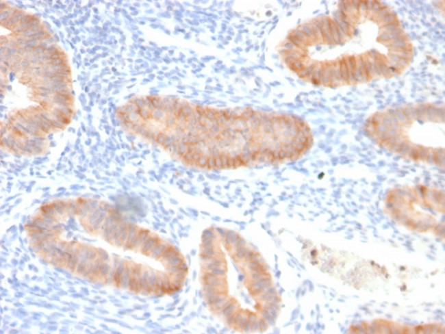 Interleukin 10 (IL10) Antibody in Immunohistochemistry (Paraffin) (IHC (P))