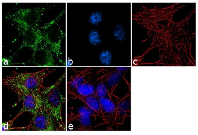 SAP97 Antibody in Immunocytochemistry (ICC/IF)
