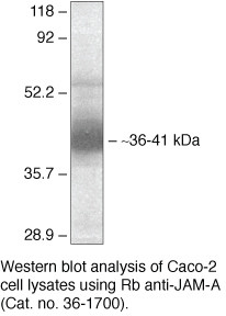 JAM-A (CD321) Antibody in Western Blot (WB)