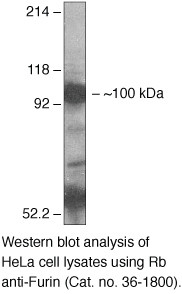 Furin Antibody in Western Blot (WB)