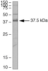 PDEF Antibody in Western Blot (WB)