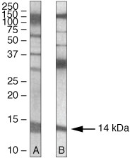PEN2 Antibody in Western Blot (WB)