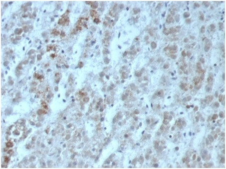 Interleukin-15 (IL-15) Antibody in Immunohistochemistry (Paraffin) (IHC (P))