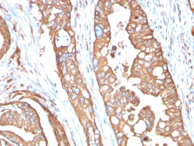 Aquaporin 4 (AQP4) Antibody in Immunohistochemistry (Paraffin) (IHC (P))