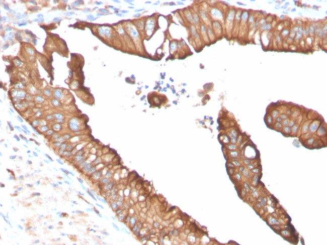 Aquaporin 4 (AQP4) Antibody in Immunohistochemistry (Paraffin) (IHC (P))