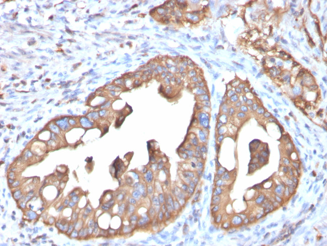 Aquaporin 4 (AQP4) Antibody in Immunohistochemistry (Paraffin) (IHC (P))