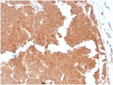 Aquaporin 4 (AQP4) Antibody in Immunohistochemistry (Paraffin) (IHC (P))