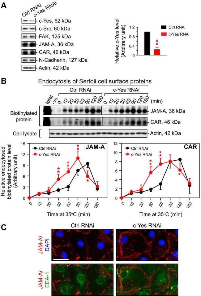 JAM-A (CD321) Antibody in Western Blot, Immunohistochemistry (WB, IHC)