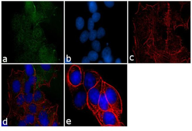 CBLL1 Antibody in Immunocytochemistry (ICC/IF)