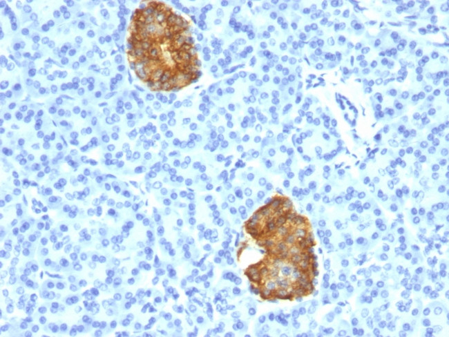 Insulin/IRDN (beta-Cell and Insulinoma Marker) Antibody in Immunohistochemistry (Paraffin) (IHC (P))