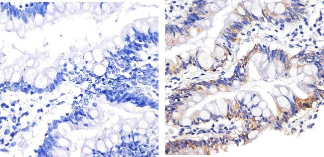 Syndecan 4 Antibody in Immunohistochemistry (Paraffin) (IHC (P))