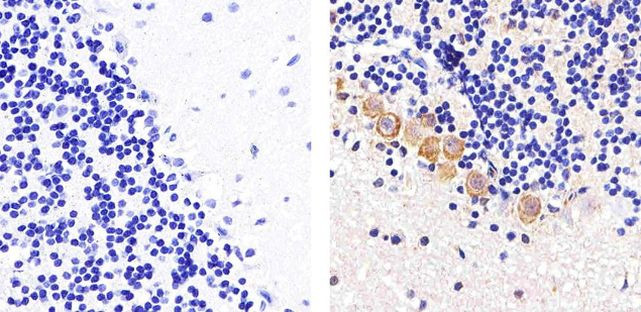 Connexin 47 Antibody in Immunohistochemistry (Paraffin) (IHC (P))