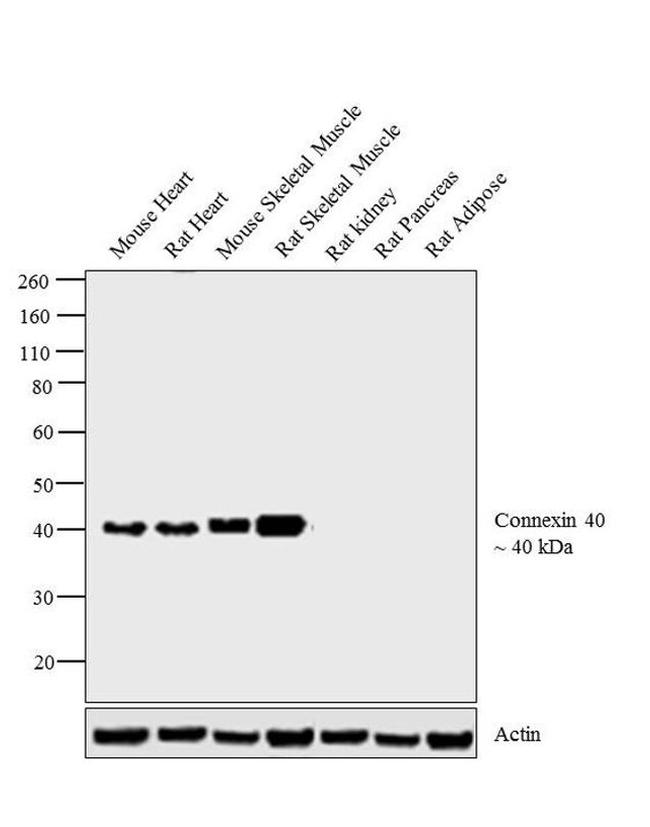 Connexin 40 Antibody in Western Blot (WB)