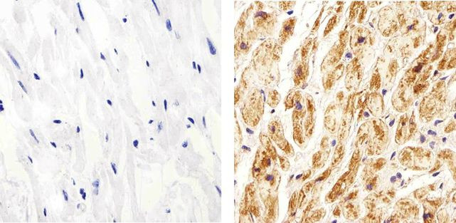 Connexin 40 Antibody in Immunohistochemistry (Paraffin) (IHC (P))