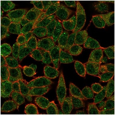 IRF3 Antibody in Immunocytochemistry (ICC/IF)
