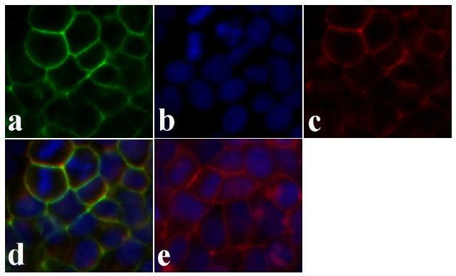 Syndecan 2 Antibody in Immunocytochemistry (ICC/IF)