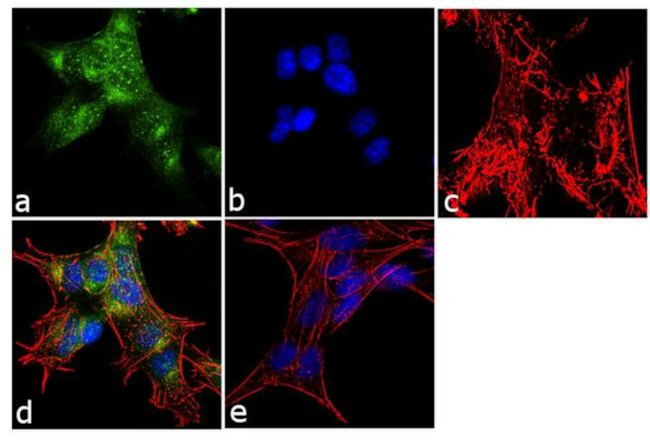 Ephrin A3 Antibody in Immunocytochemistry (ICC/IF)
