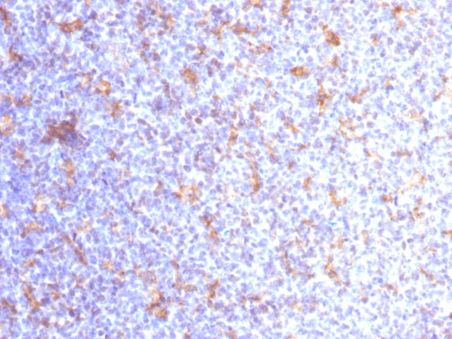 CD11c (Dendritic Cell Marker) Antibody in Immunohistochemistry (Paraffin) (IHC (P))