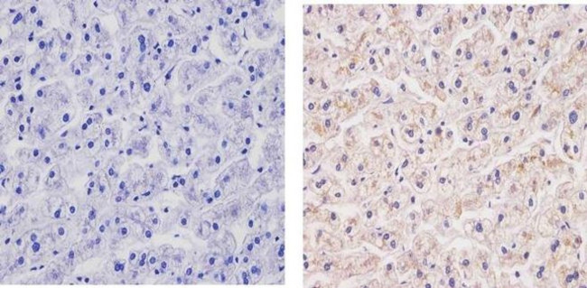 Cyclophilin B Antibody in Immunohistochemistry (Paraffin) (IHC (P))
